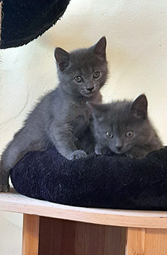 Chartreux Kitten